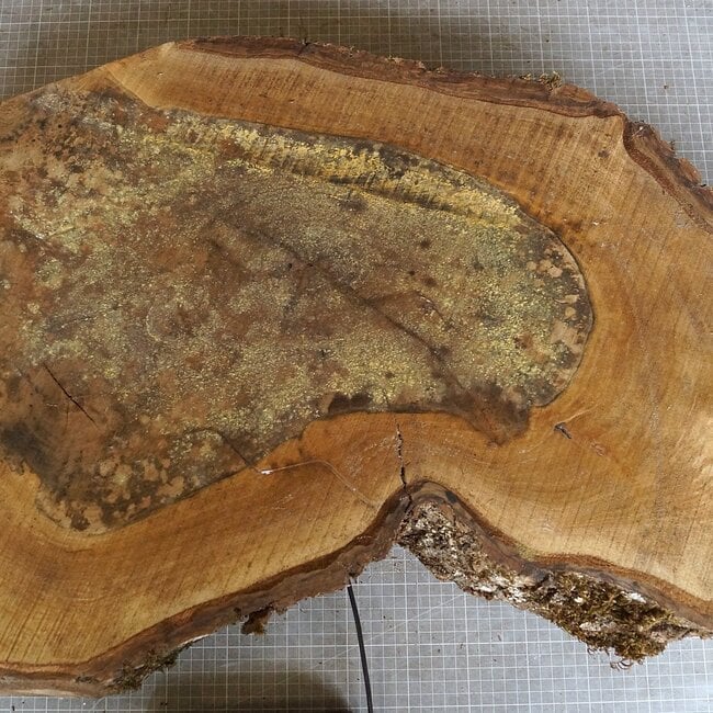 Walnut slab, approx. 790 x 530 x 52 mm, 12951