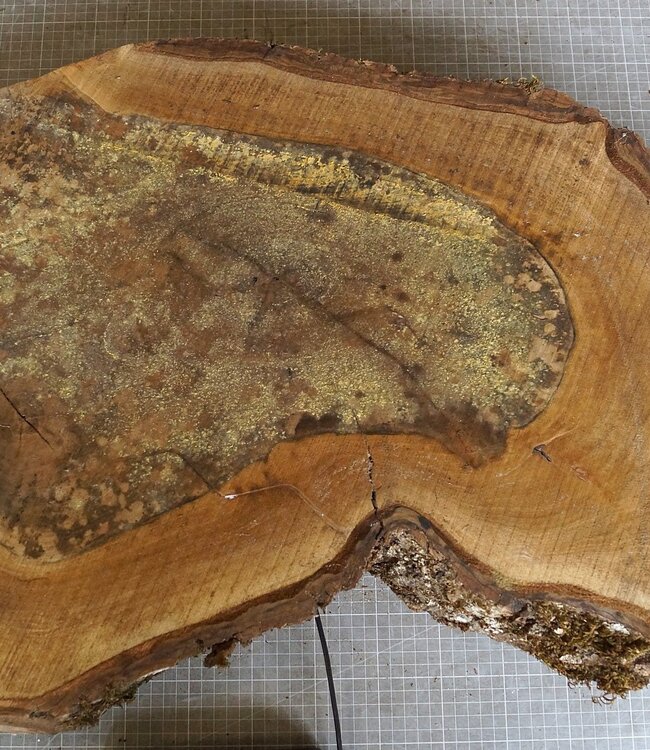 Nussbaum Baumscheibe, ca. 790 x 530 x 52 mm, 12951