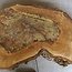 Walnut slab, approx. 790 x 530 x 52 mm, 12951