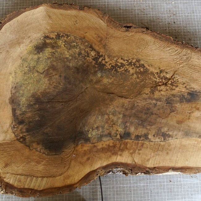 Nussbaum Baumscheibe, ca. 720 x 520 x 52 mm, 12959