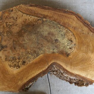 Nussbaum Baumscheibe, ca. 780 x 540 x 52 mm, 12952