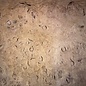 Laurel Burl, table top, approx. 1760 x 520 x 65 mm, 12316