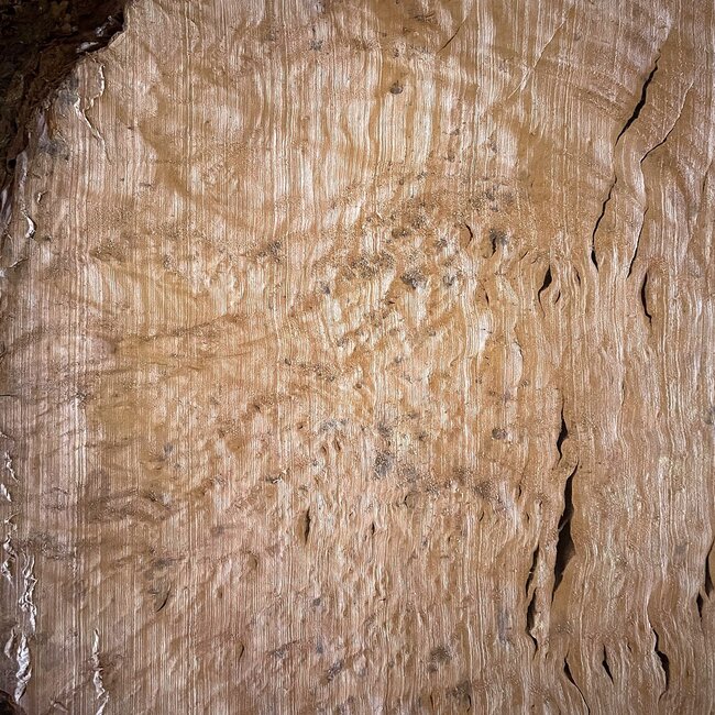 Madrona burl slab, approx. 500 x 400 x 40 mm, 12410