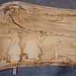 Oak table top, approx. 3150 x 900 x 80 mm, 13621