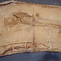 Oak table top, approx. 3150 x 900 x 80 mm, 13622
