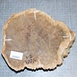 Goldfield Burl knot, approx. 210 x 180 x 50 mm, 1 kg