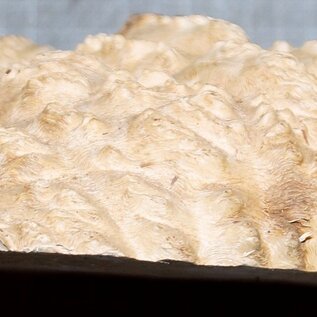 Goldfield Burl knot, approx. 210 x 180 x 50 mm, 1 kg