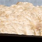 Goldfield Burl knot, approx. 210 x 180 x 50 mm, 1 kg