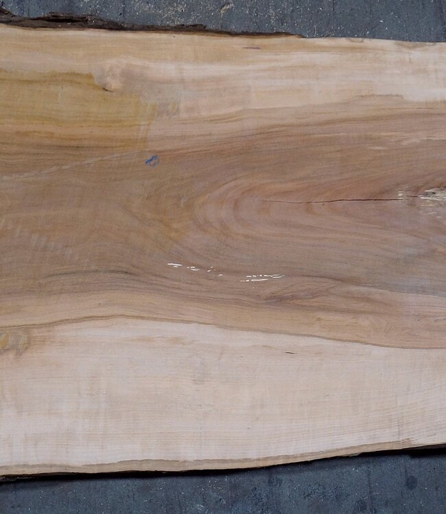 Apfelbaum Bohle, ca. 1250 x 540 x 52 mm, 13598