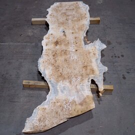 Poplar burl board, approx. 1900 x 630 x 55 mm, 13588