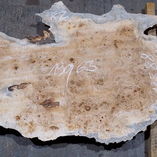 Poplar burl board, approx. 1900 x 630 x 55 mm, 13588