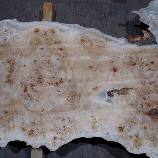 Poplar burl board, approx. 1900 x 630 x 55 mm, 13588