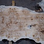 Pappel Maser Bohle, ca. 1900 x 630 x 55 mm, 13588