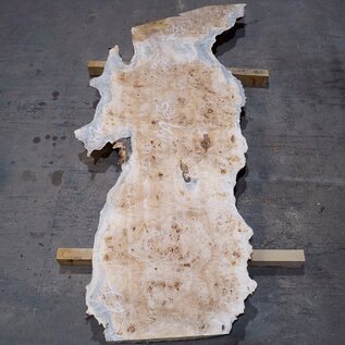 Poplar burl board, approx. 1900 x 630 x 55 mm, 13588