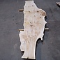 Poplar burl board, approx. 3100 x 760 x 70 mm, 13583