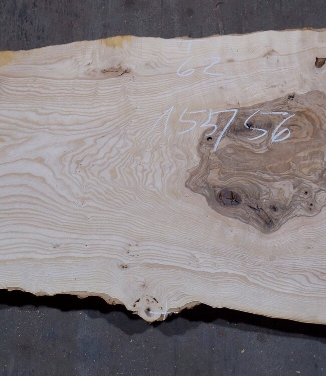 Olivesche, ca. 1550 x 560 x 42 mm, 13581