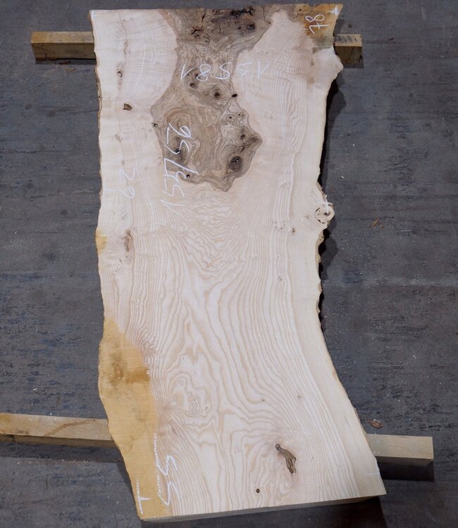 Olivesche, ca. 1550 x 560 x 42 mm, 13581