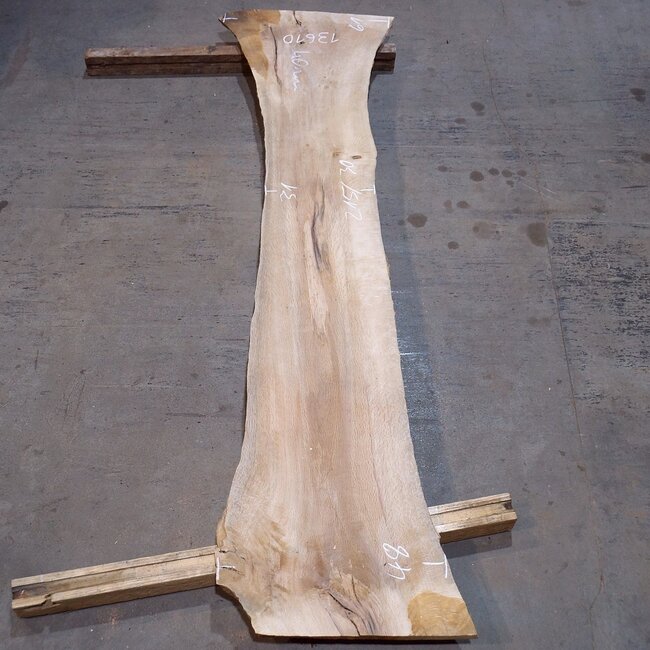 Korkeiche Bohle, ca. 2150 x 300 x 40 mm, 13610