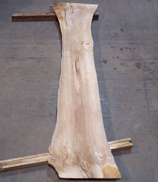 Cork oak board, approx. 2150 x 300 x 40 mm, 13610