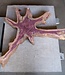 Purpleheart, star shaped slab, approx. 1190 x 620/800 x 100 mm, 41223