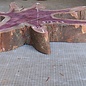 Amaranth Stern, ca. 1190 x 620/800 x 100 mm, 41223