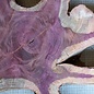 Amaranth Stern, ca. 1190 x 620/800 x 100 mm, 41223