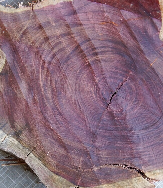 Amaranth Stern, ca. 990 x 570 x 90 mm, 41225