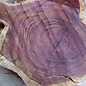 Amaranth Stern, ca. 990 x 570 x 90 mm, 41225