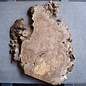 Caucasian Elm burl, approx. 810 x 680 x 42 mm, 41226