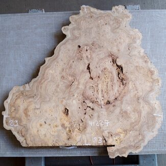 Caucasian Elm burl, approx. 890 x 830 x 46 mm, 41227