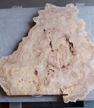 Kaukasische Rüster Maser, ca. 890 x 830 x 46 mm, 41227