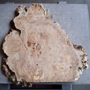 Caucasian Elm burl, approx. 890 x 830 x 46 mm, 41227