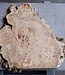 Caucasian Elm burl, approx. 890 x 830 x 46 mm, 41227