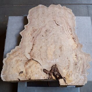 Caucasian Elm burl, approx. 1020/1010 x 650 x 60 mm, 41228