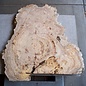 Asian Elm burl, approx. 1020/1010 x 650 x 60 mm, 41228