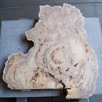 Caucasian Elm burl, approx. 970 x 940/510 x 62 mm, 41229