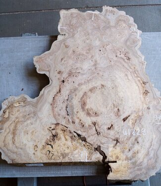 Caucasian Elm burl, approx. 970 x 940/510 x 62 mm, 41229