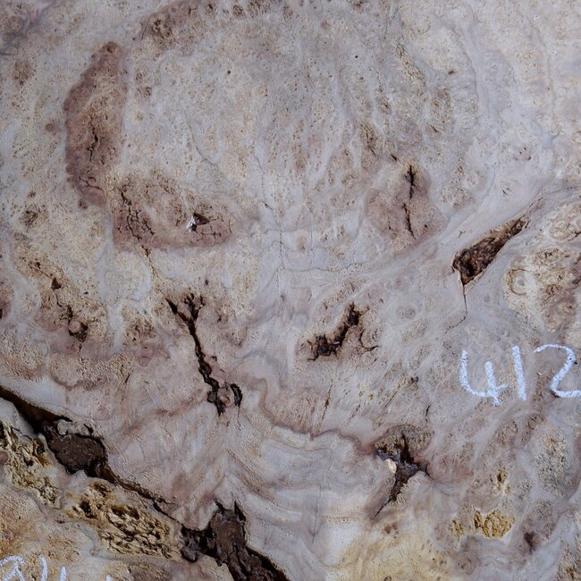 Caucasian Elm burl, approx. 970 x 940/510 x 62 mm, 41229