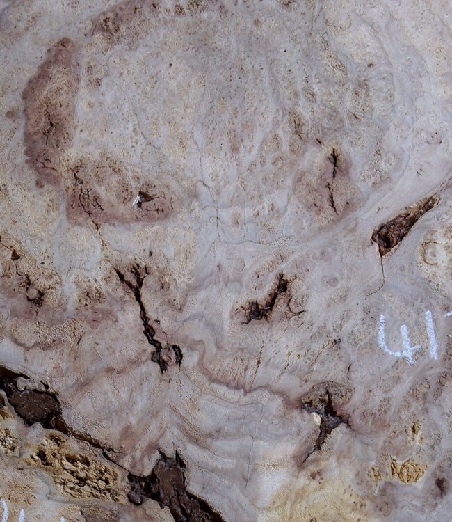 Caucasian Elm burl, approx. 970 x 940/510 x 62 mm, 41229
