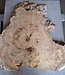 Caucasian Elm burl, approx. 970 x 940/510 x 62 mm, 41229