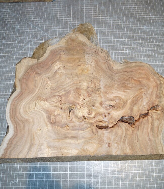 Kaukasische Rüster Maser, ca. 490 x 430 x 69mm, 7,6kg