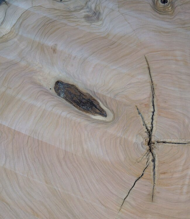 Olive Baumscheibe, ca. 1190 x 1080 x 70 mm, 41230