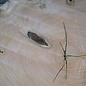 Olive slab, approx. 1190 x 1080 x 70 mm, 41230