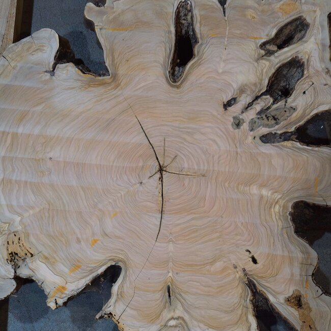 Olive slab, approx. 1190 x 1080 x 70 mm, 41230