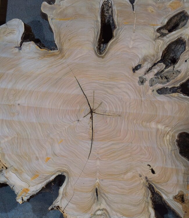 Olive Baumscheibe, ca. 1190 x 1080 x 70 mm, 41230