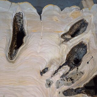 Olive Baumscheibe, ca. 1190 x 1080 x 70 mm, 41230