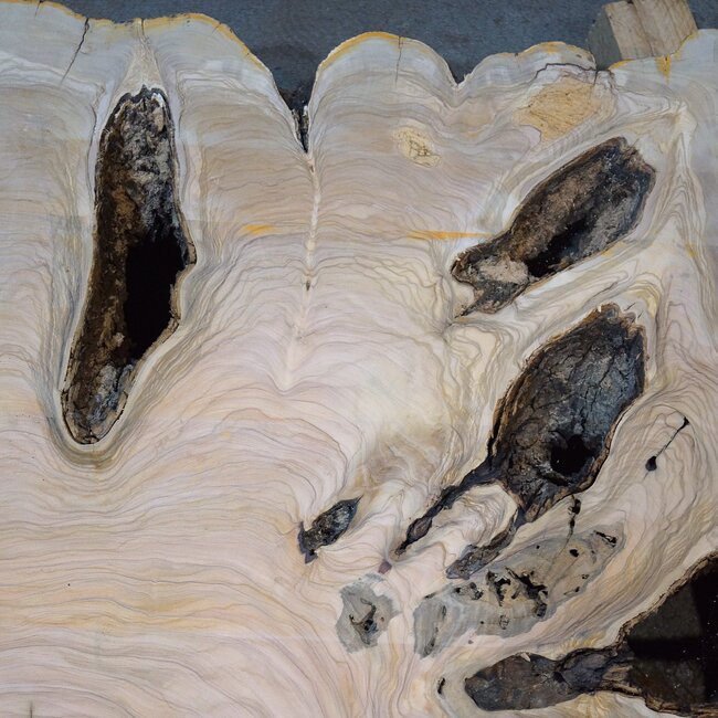 Olive Baumscheibe, ca. 1190 x 1080 x 70 mm, 41230