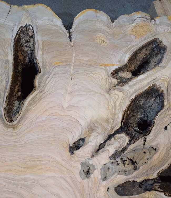 Olive Baumscheibe, ca. 1190 x 1080 x 70 mm, 41230