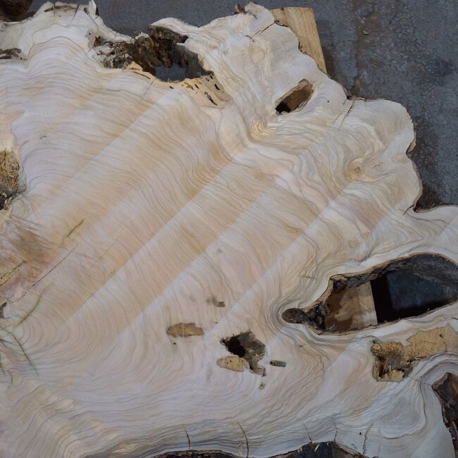 Olive Baumscheibe, ca. 1180 x 1170 x 70 mm, 41231