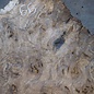 Caucasian walnut burl, approx. 1200 x 990 x 55 mm, 41232